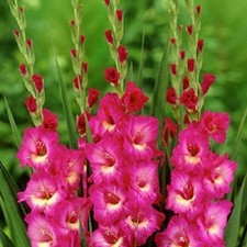 Großblütige pinke Gladiole