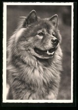 Chow Chow mit langem Fell