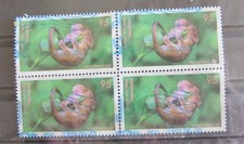 Tierbabys haselmaus brd - x,