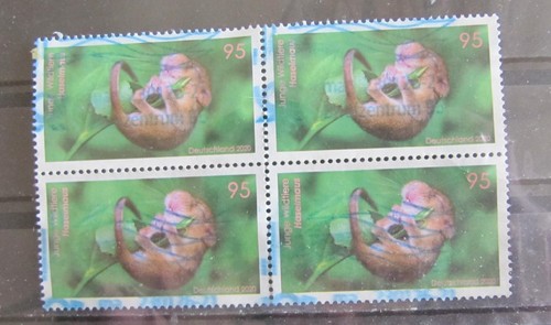 Tierbabys haselmaus brd - x,