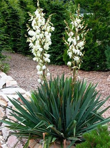Yucca palme ableger - yucca,