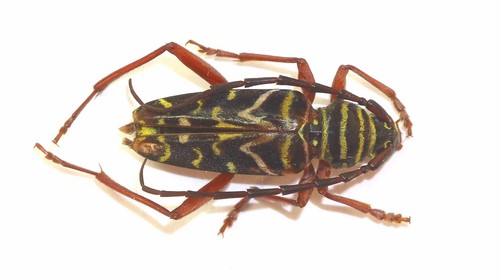 Coleoptera cerambycidae - coleoptera,,
