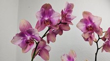 Orchidee Phalaenopsis Baby