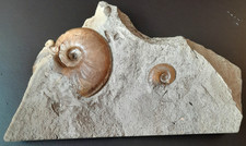 Tiltoniceras und