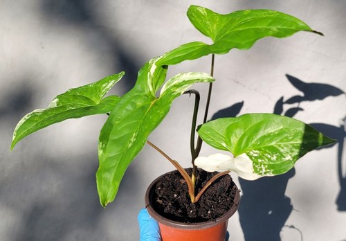 Syngonium albo variegated - albo,,