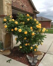 Sale263 gelbe Strauchrose Duftrose 25 Samen Rosen