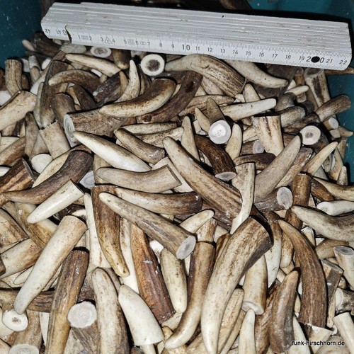 Hirschhorn geweihstück - hirschhorn,