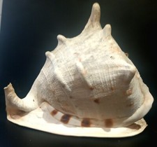 SEA SHELL GIANT HELM CONCH SHELL 11" X 9"