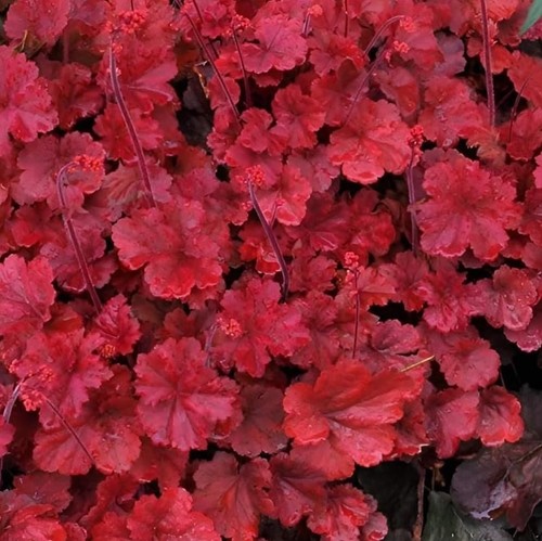 Heuchera hybride cherry - heuchera,