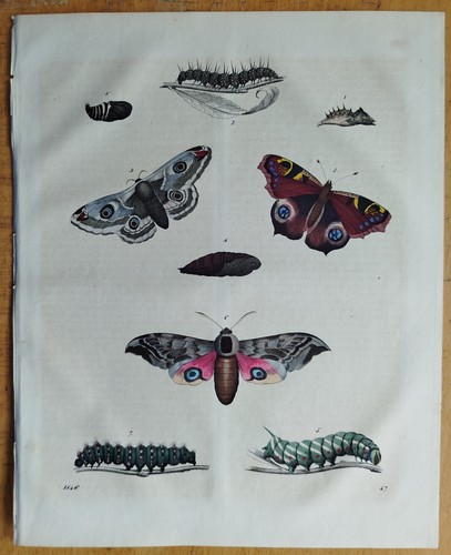 Schmetterling pfauenauge - schmetterling,