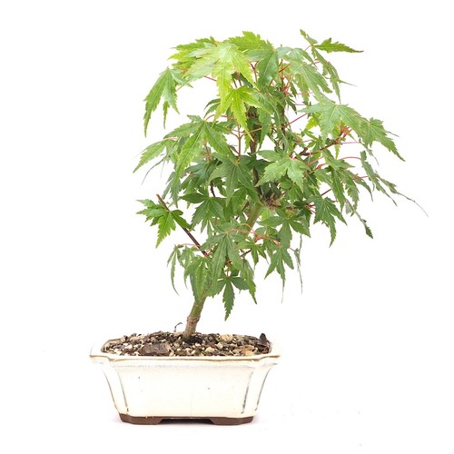 Bonsai fächer ahorn - bonsai, 'acer