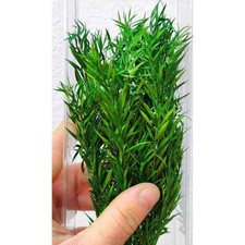 Präzisionsbuchse Hellgrün Pro Version in Miniatur - Modellbau & Diorama