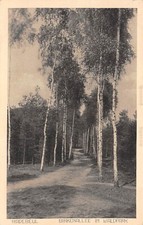 Birkenallee im Waldpark