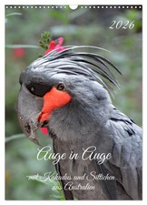 Auge in Auge mit Kakadus und Sittichen aus Australien (Wandkalender 2026 DIN A3 