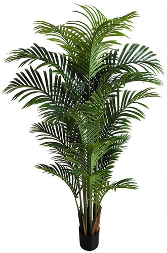 Hawaiipalme 120cm - , da