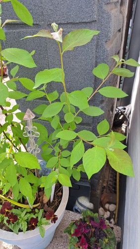 Pflaume baum strauch pflanze - pflaume,