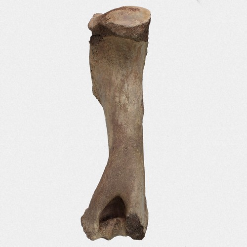 Humerus steppenbison bison - steppenbison,