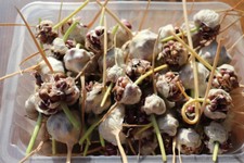 Knoblauch-Brutzwiebeln