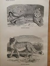 1860 Leopard Original Engraving Illustration Kupferstich Vintage Retro Design 