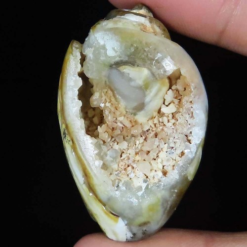 Natürlich fossil schnecke - natürlich,