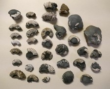 Fossilienfragmente Ammoniten -