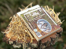 Bio Austernpilz Myzelpatch