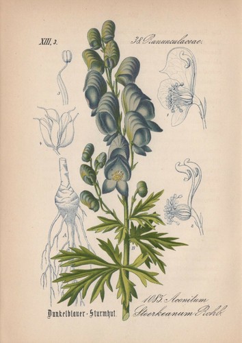 Stoerks eisenhut aconitum - stoerks, (aconitum