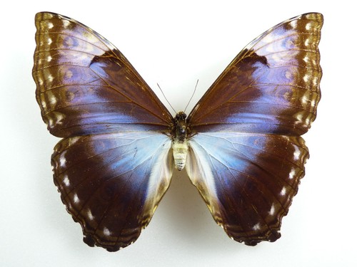 Morpho cisseis ssp - .,