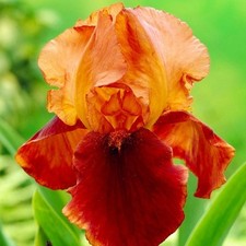 Iris Rhizom Blüten Iris