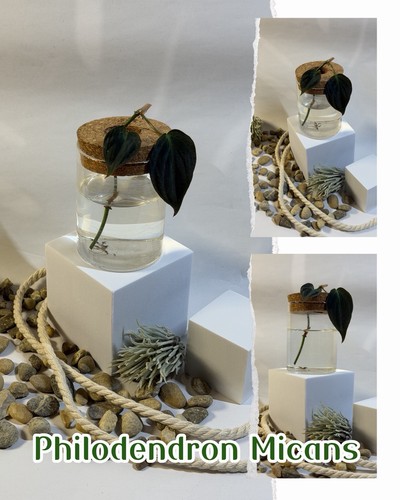 Philodendron micans - philodendron,