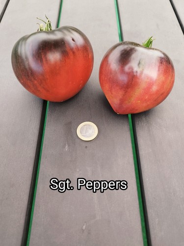 Tomatensamen sgt - |, sgt.