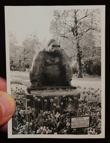 Gorilla skulptur bobby - gorilla, ",zoo