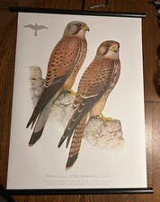 Turmfalke falke vogel - turmfalke,
