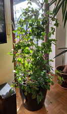 Seltene Bougainvillea, zweifarbig weiß und orange! 120x 50 cm