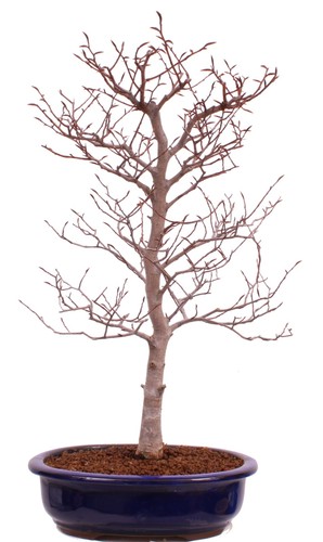 Bonsai fagus crenata - -,