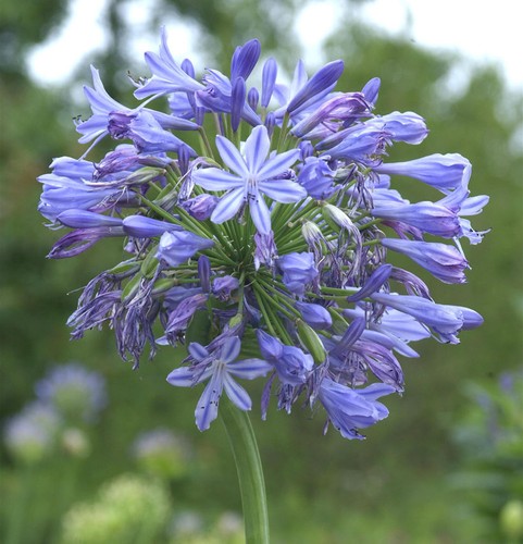 Liebesblume schmucklilie blue - liebesblume,