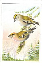 Kaiser`s -  älteres Kaufmannsbild - Vögel - Goldhähnchen - gem- Foto