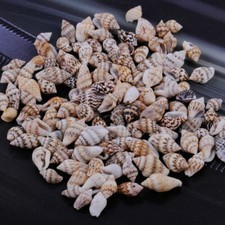 100St Natürliches Meer Muschel Conch Shell Fisch Tank Aquarium Landschaft Craft