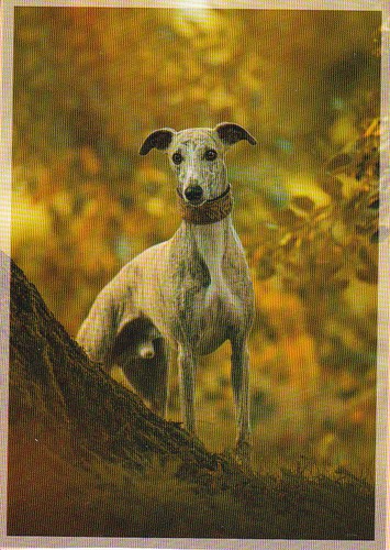 Whippet windhund - ,