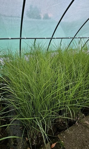 Miscanthus sinensis