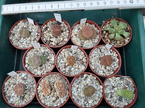 Lithops 10er set - lithops,, titanopsis