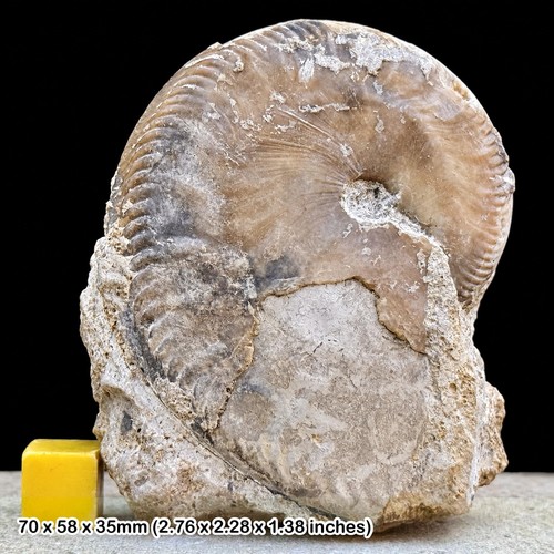Oppelia subradiata fossil - subradiata,