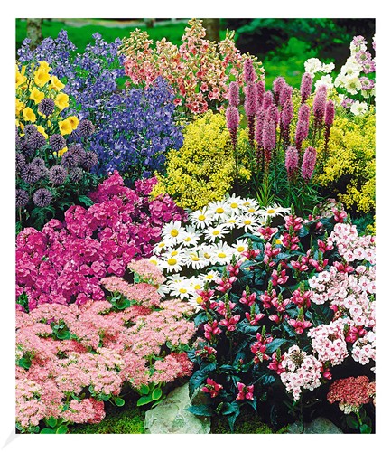 Staudenbeet gartenfreude 15 - staudenbeet,