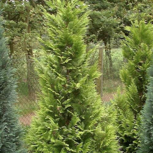 Garten zypresse sunny kiss - zypresse,