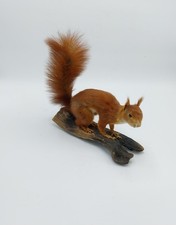 Eurasische Eichhörnchen