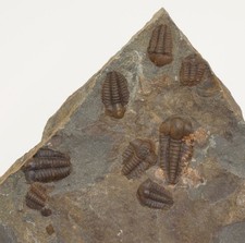 Trilobit, Ellipsocephalus hoffi, Kambrium, Jince, Tschechische Republik -m155