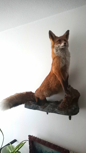 Präparierter fuchs dekofigur - präparierter,