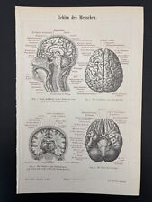 antike Grafik Medizin / Anatomie: Gehirn des Menschen um 1900 