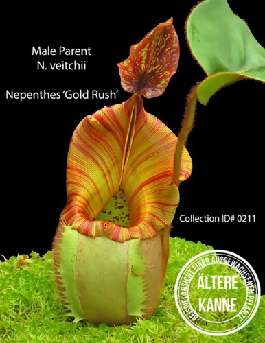 Nepenthes rajah veitchii - rajah,