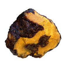 Zebra Bernstein Rohbernstein